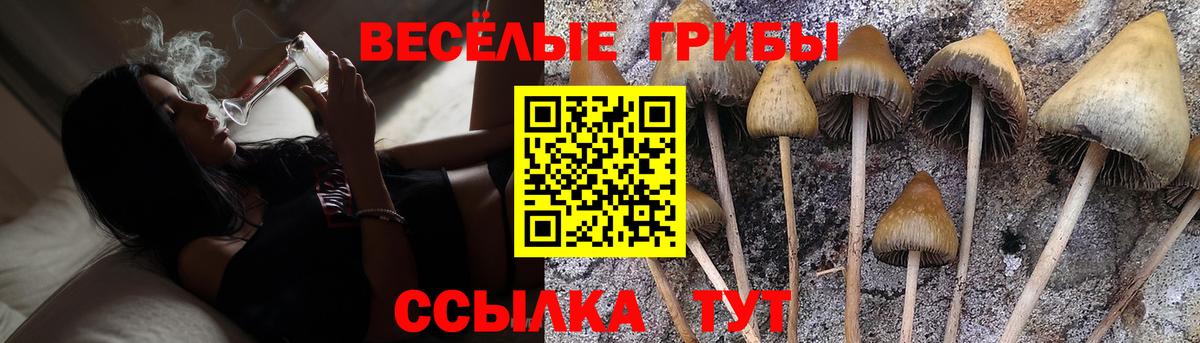 как найти закладки  Вход с VPN  Светлоград  Галлюциногенные грибы Cubensis  Галлюциногенные грибы MAGIC MUSHROOMS 